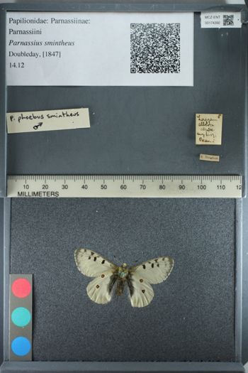 Media type: image;   Entomology 174392